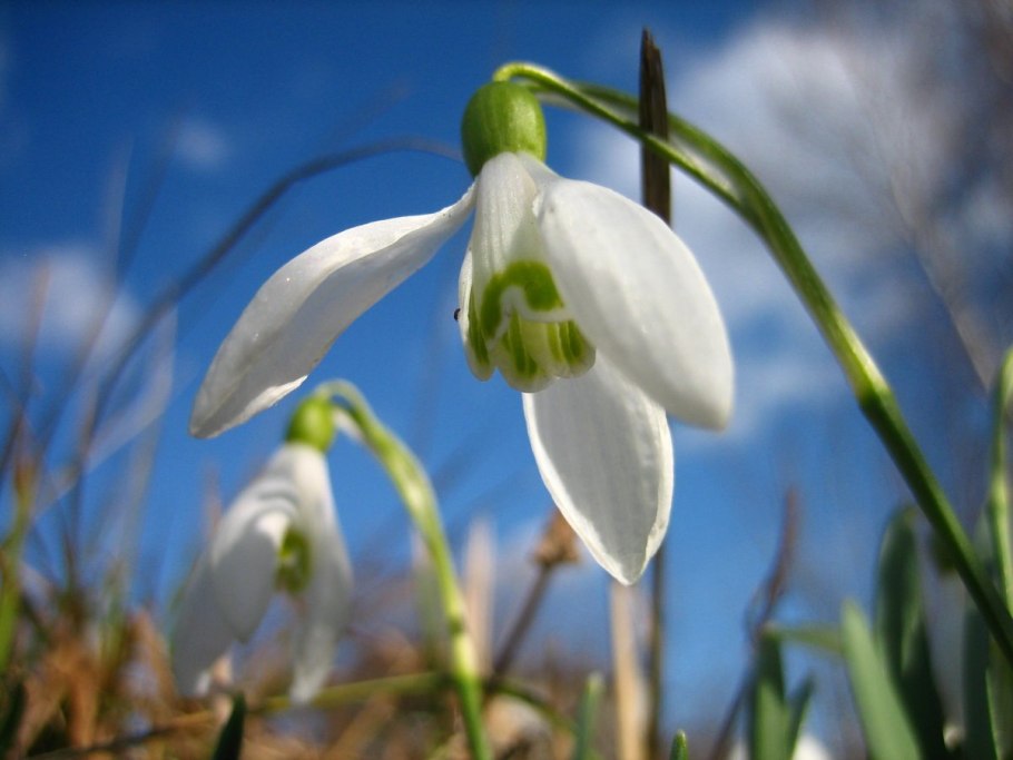 Галантус Подснежник Воронова