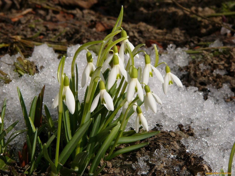 Растения из красной книги Подснежник складчатый