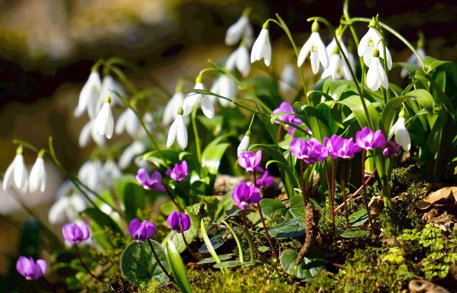 Galanthus panjutinii