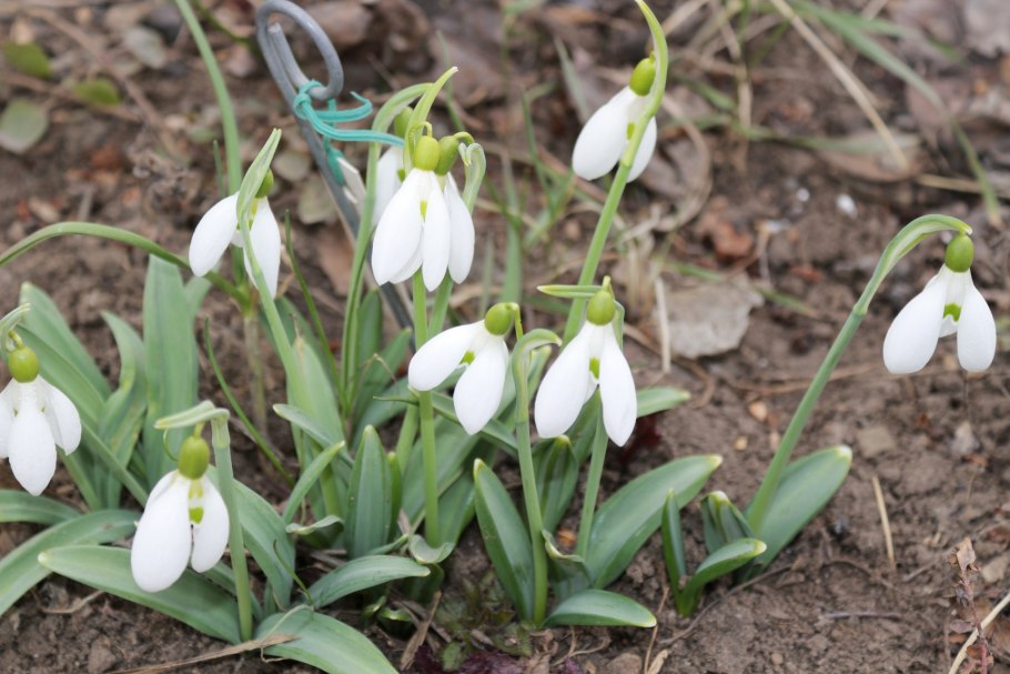 Подснежник Борткевича