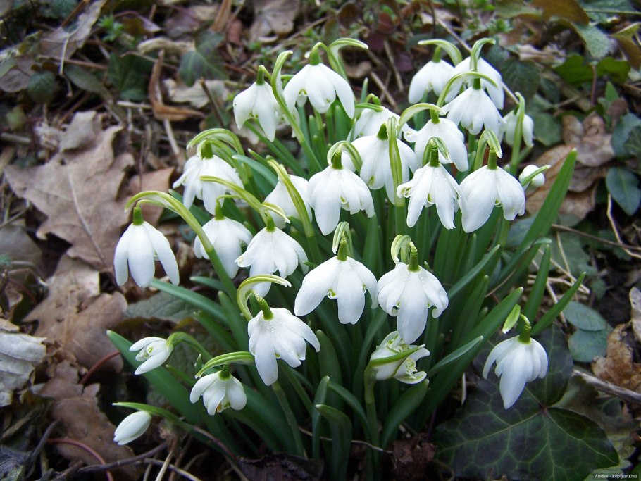 Первоцветы Крыма Подснежник складчатый