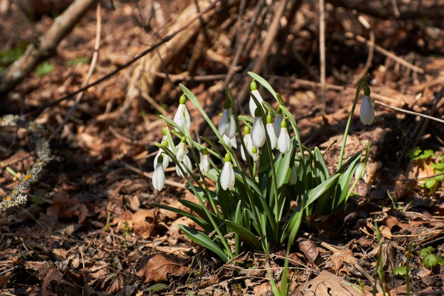 Первоцветы галантусы