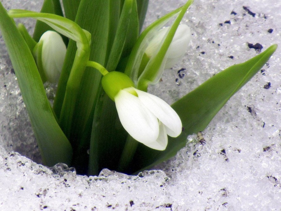 Подснежник галантус