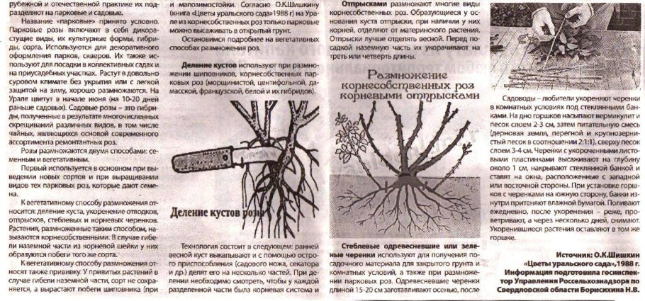 Вегетативное размножение винограда черенками