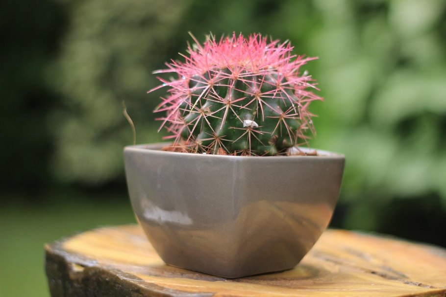Розовый Кактус