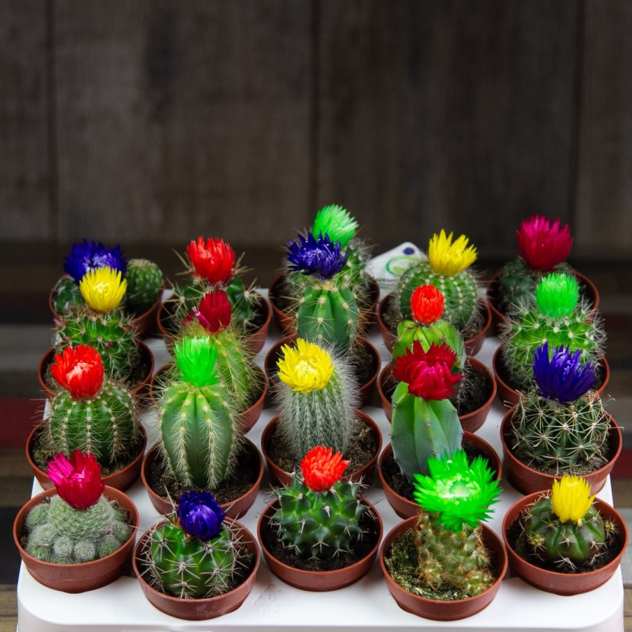 Кактус Радужный Эхинокактус