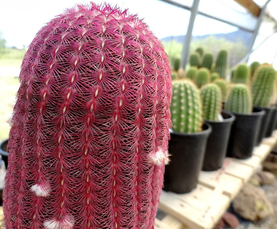 Кактус снизу красный