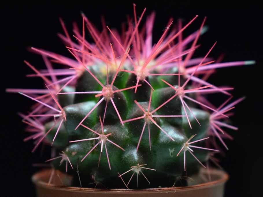 Эхиноцереус пербелус