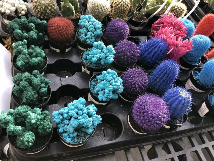 Кактус суккулент Радужный