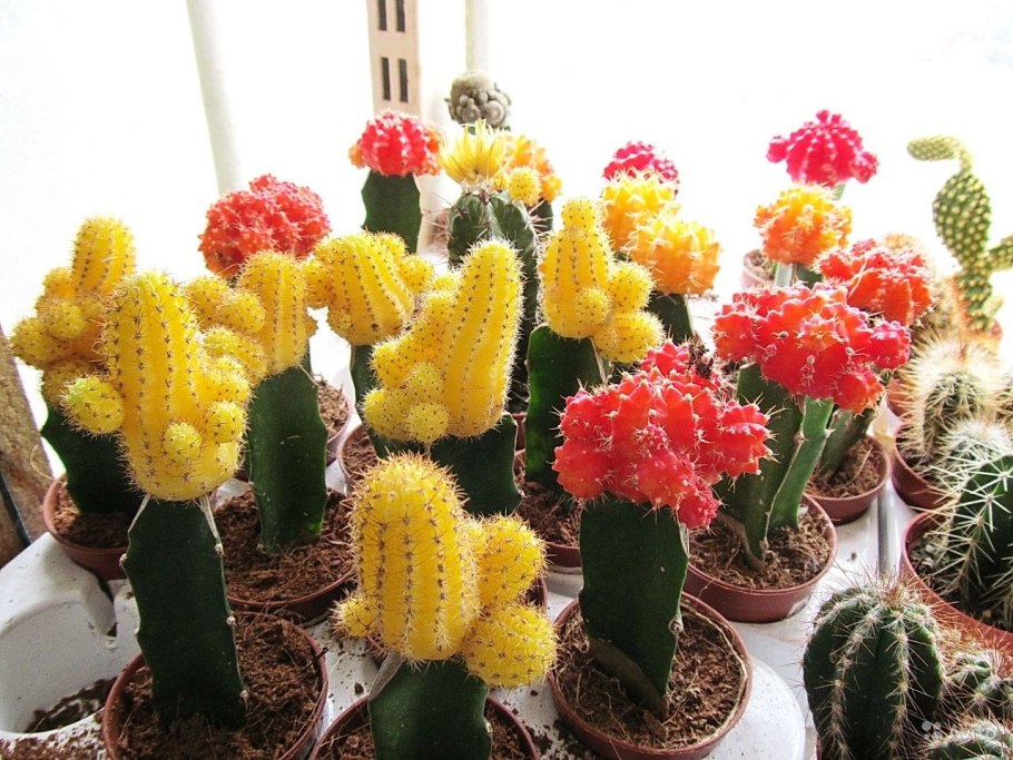 Кактус Гимнокалициум красный