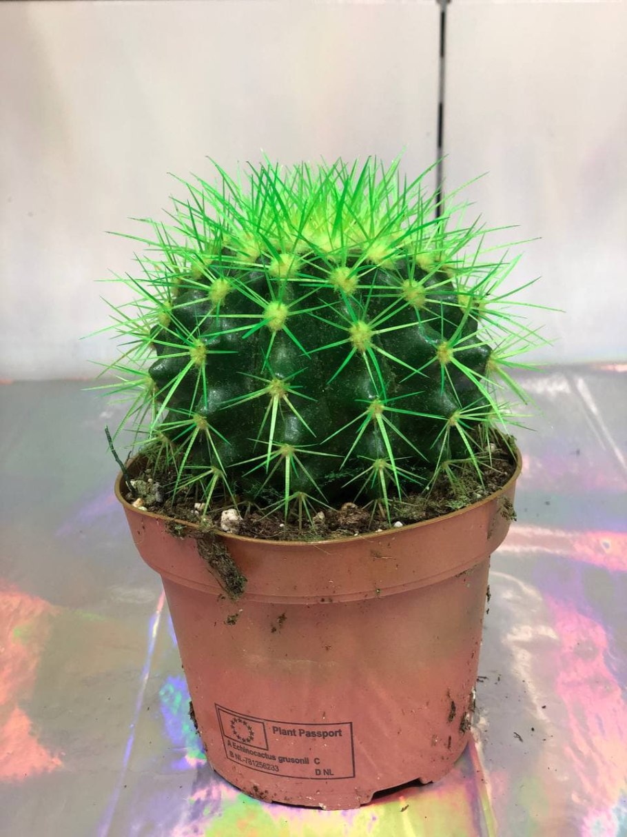 Кактус Эхинокактус