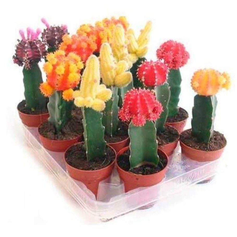 Кактус Гвоздичноцветные