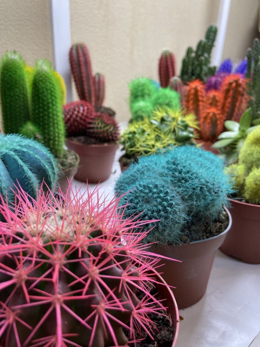Разноцветные кактусы