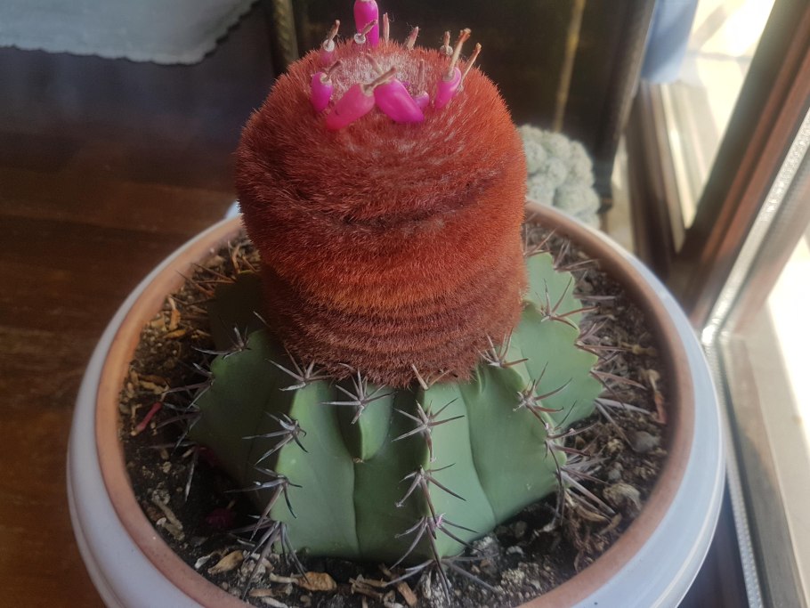 Бывают ли разноцветные кактусы