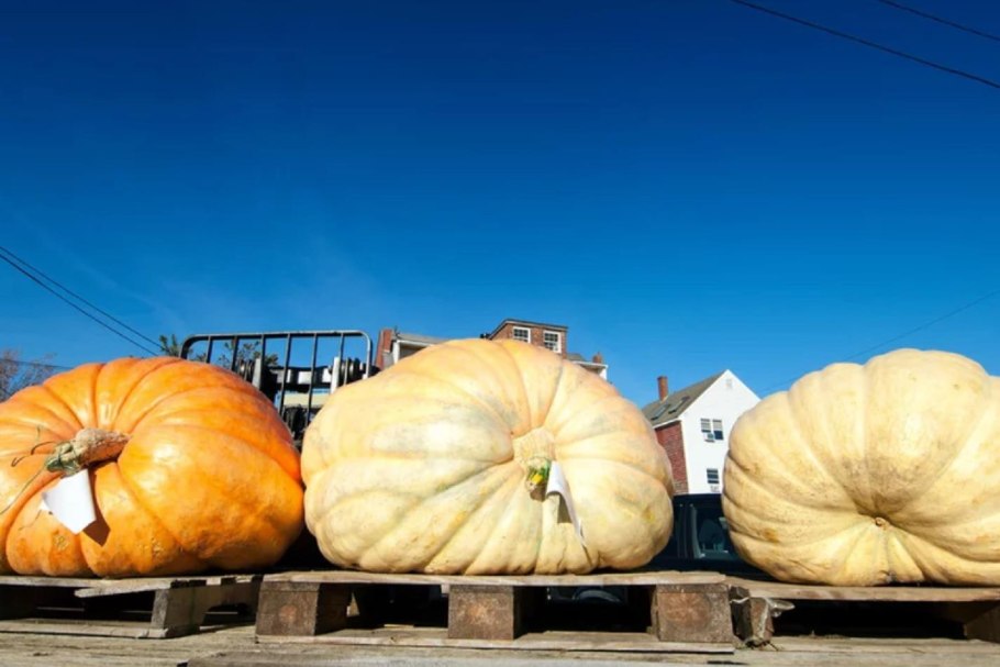 Тыква Cucurbita maxima