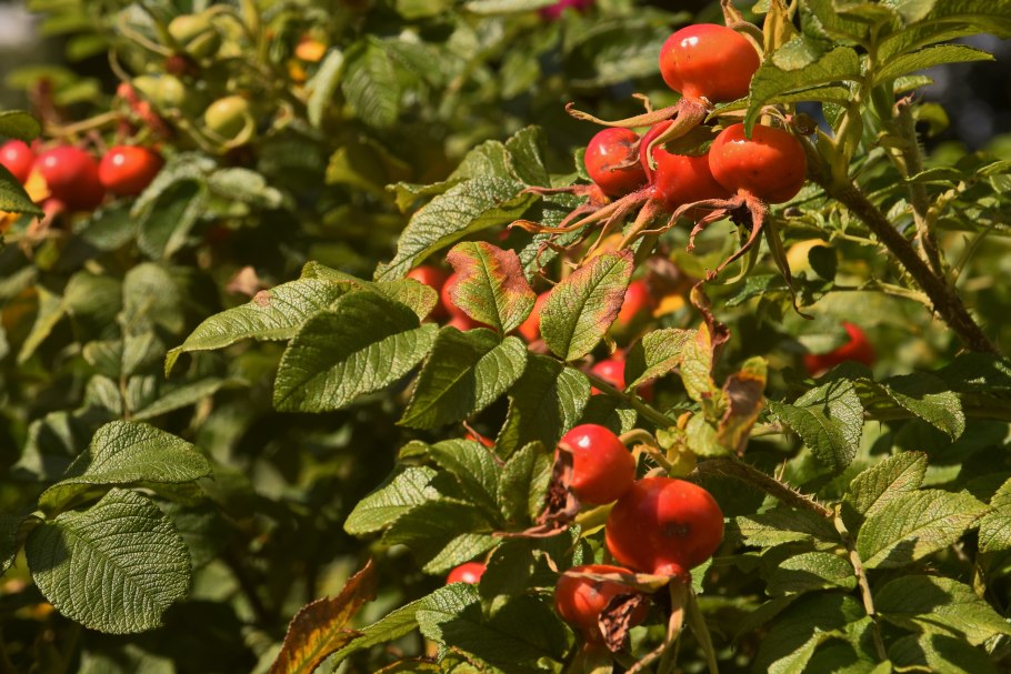 Шиповник ВНИВИ