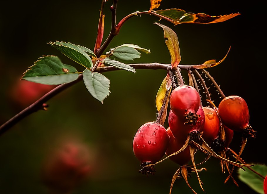 Шиповник на Кубани