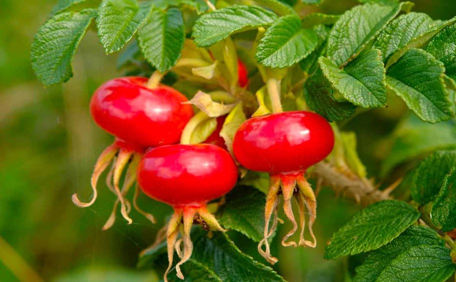 Шиповник ВНИВИ