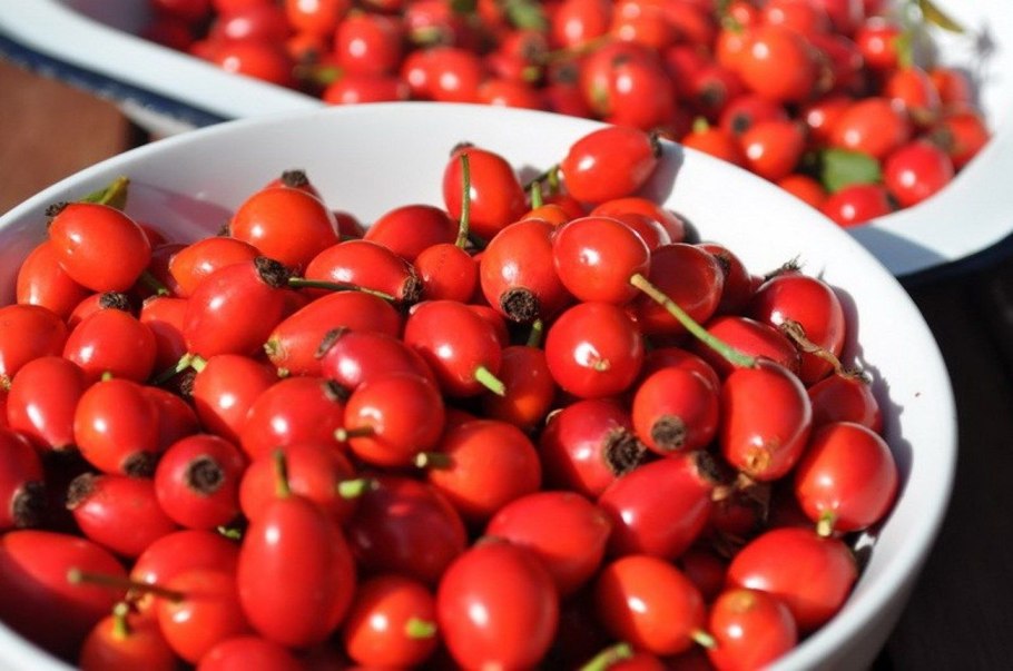 Шиповник плоды