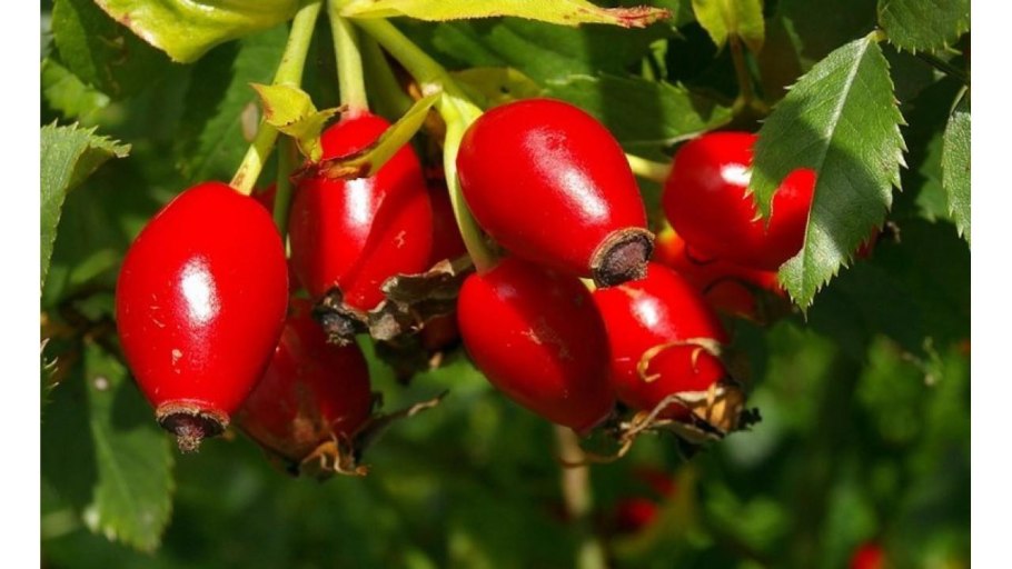 Шиповник Воронцовский 3