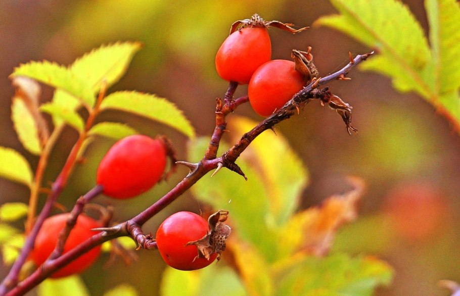 Шипшина ягода