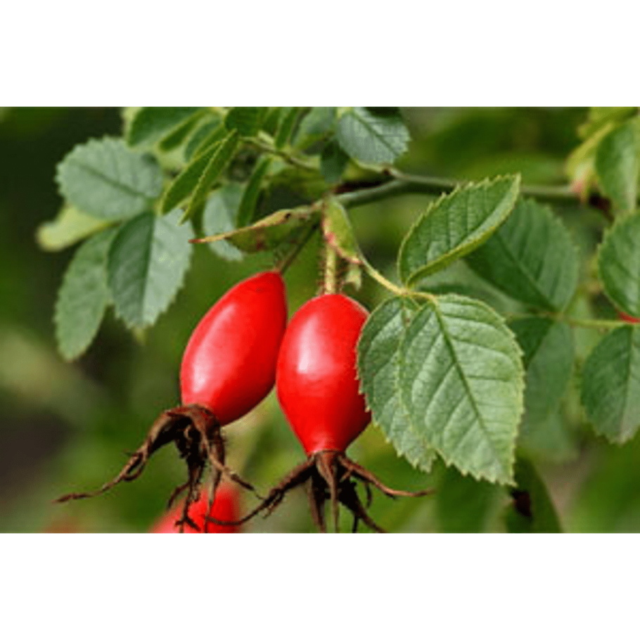 Шиповник Шренка