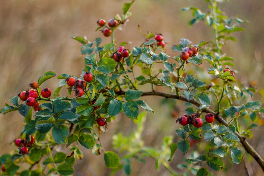 Широколиственные леса шиповник