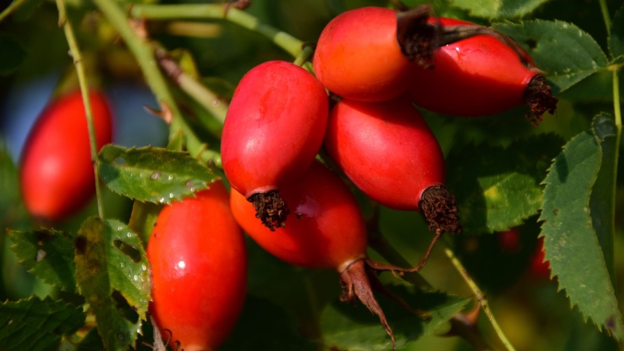 Шиповник Королевский куст