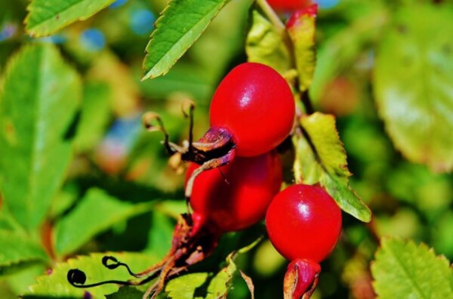 Шиповник Королевский ягода