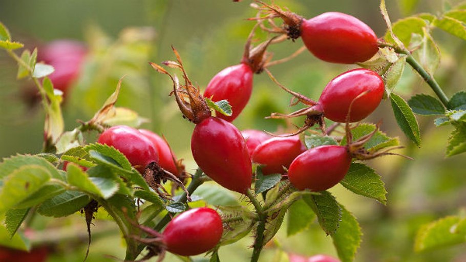 Шиповник мускусный