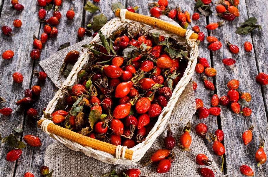 Шиповник ягоды