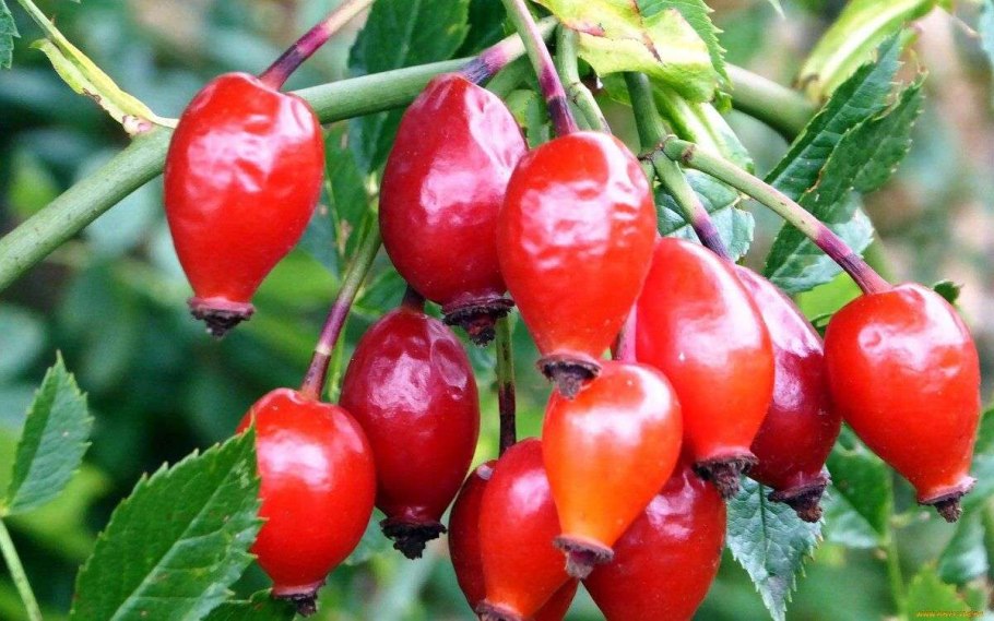 Шиповник Юбилейный