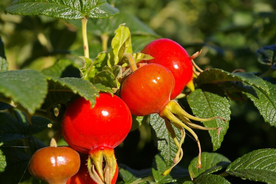 Шиповник ягоды