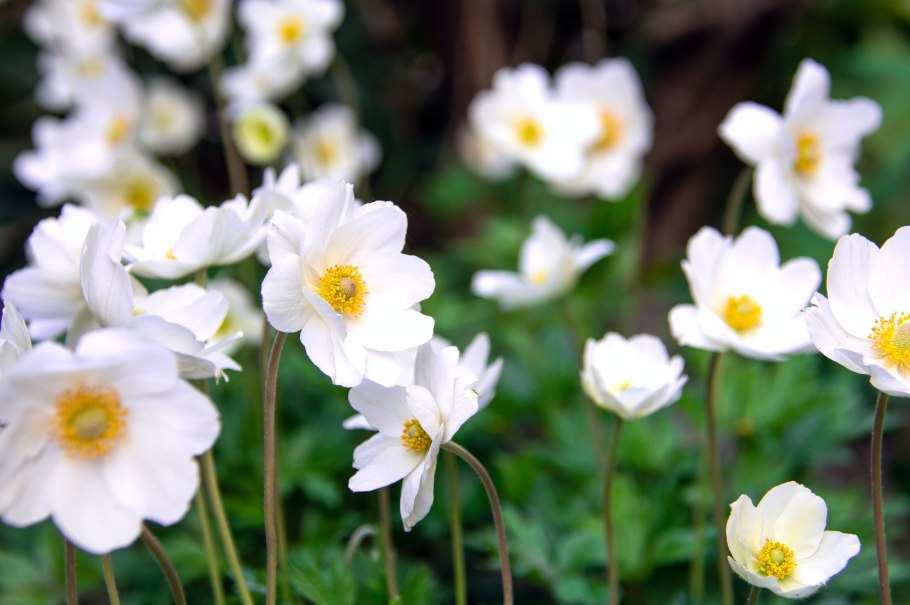 Ветреница Амурская