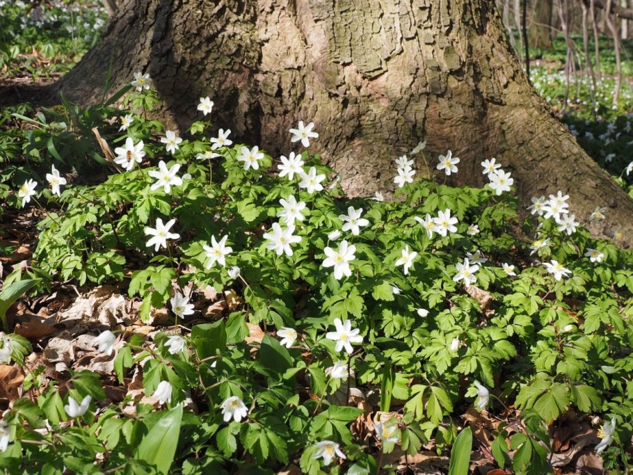 Анемона ветреница белая