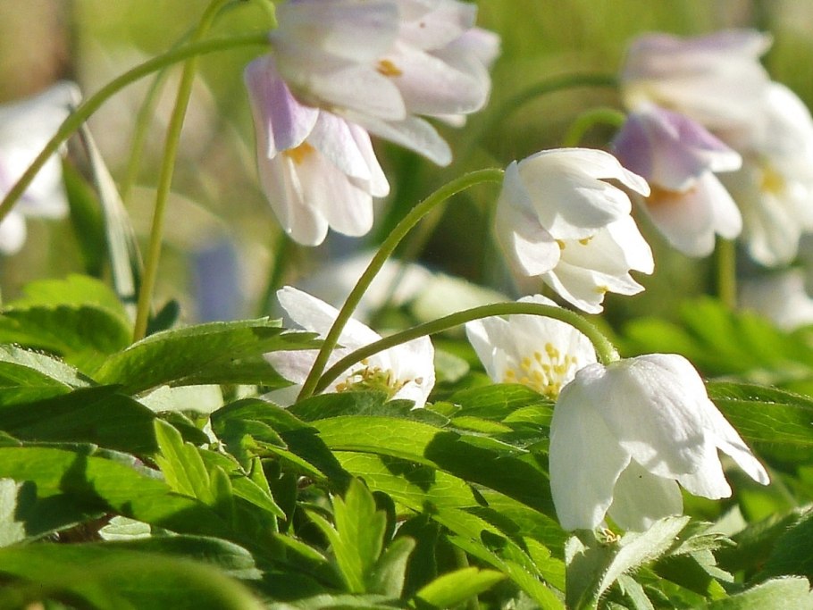 Анемона Весенняя ветреница Лесная