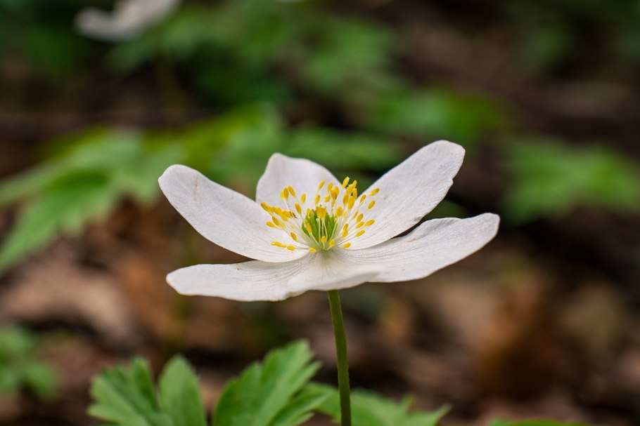 Ветреница Лесная (Anemone Sylvestris)