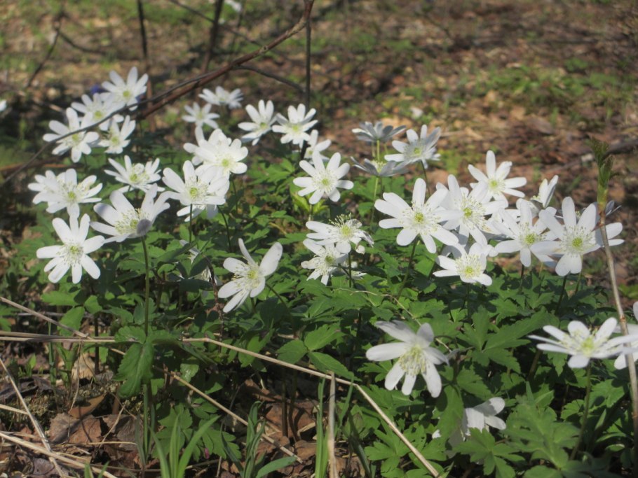 Ветреница Лесная куриная слепота