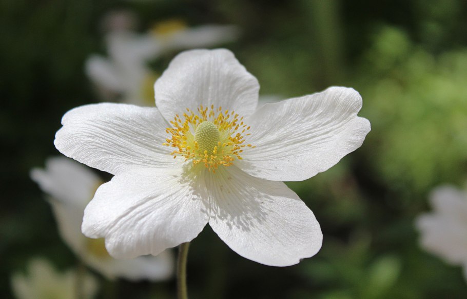 Ветреница Лесная плена