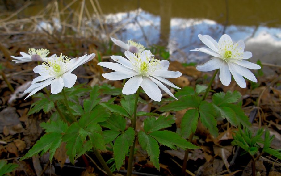 Ветреница Енисейская