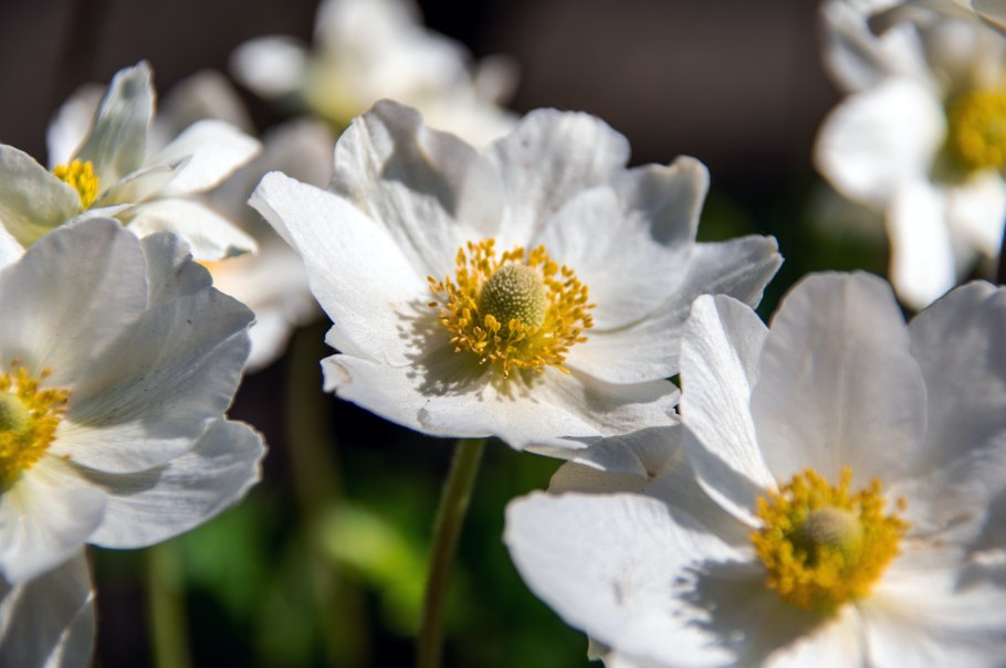 Ветреница Дубравная Подснежник