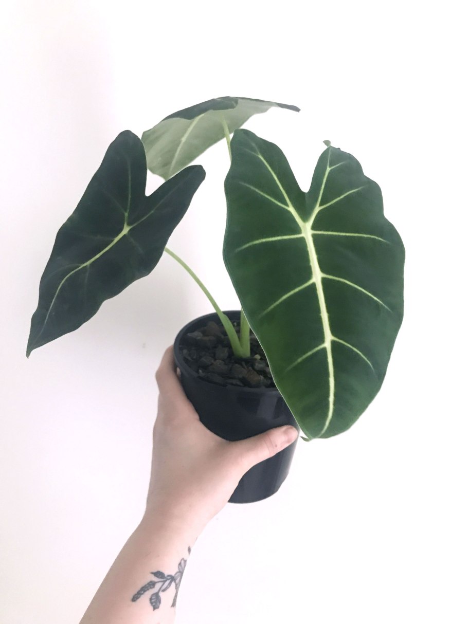 Алоказия heterophylla