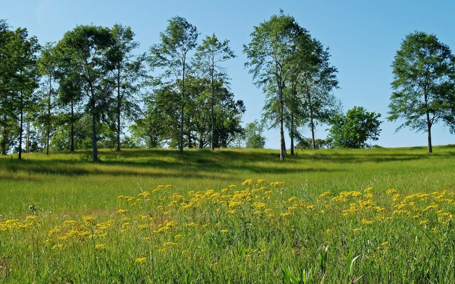 Панорама природа лето