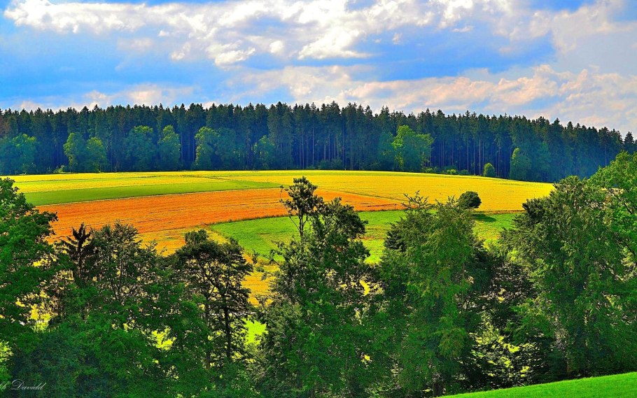 Реки Луга леса Эстонии