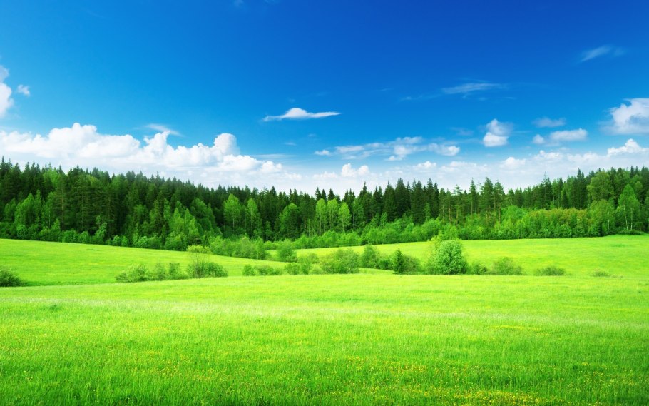Панорама леса