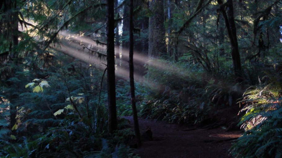 Джунгли открытая местность