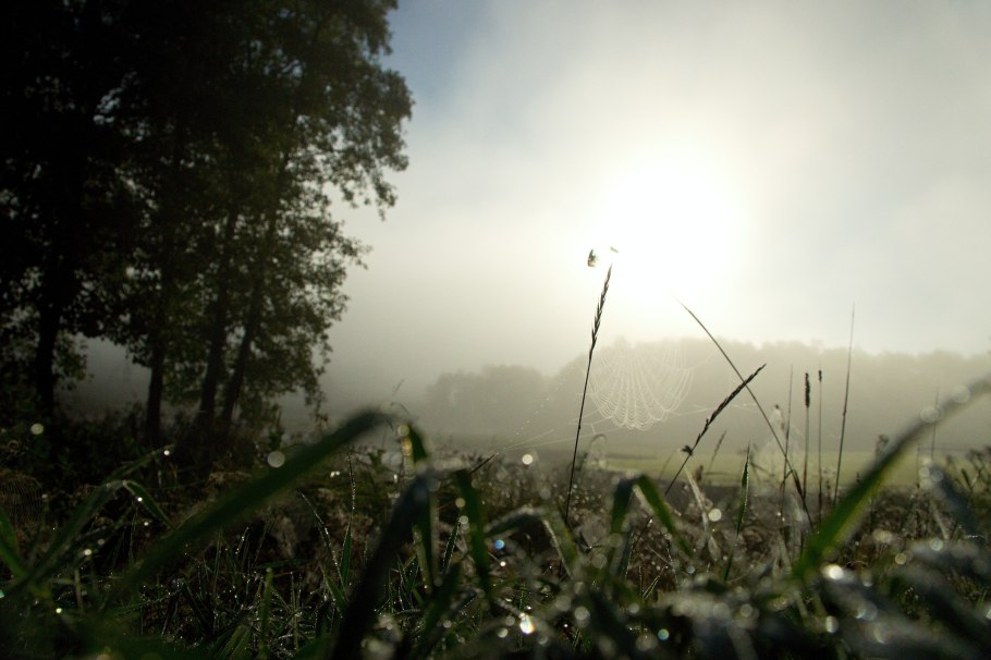 Утренняя роса в лесу