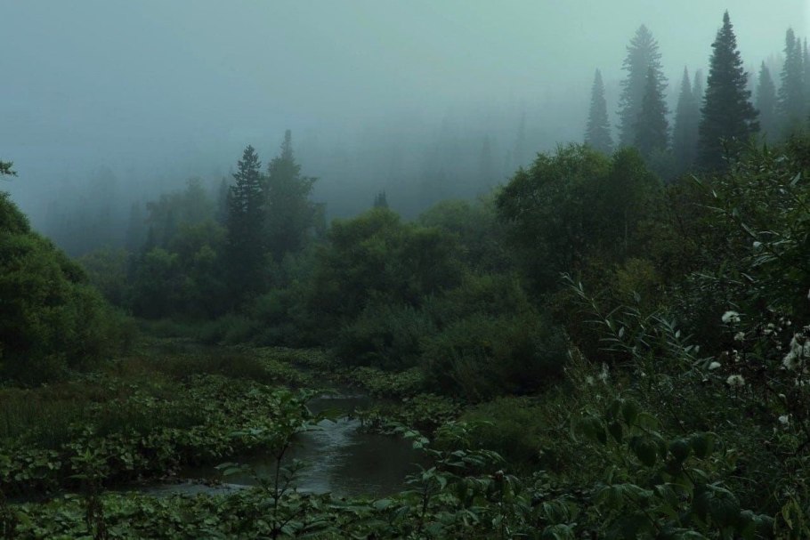 Лес Тайга туман
