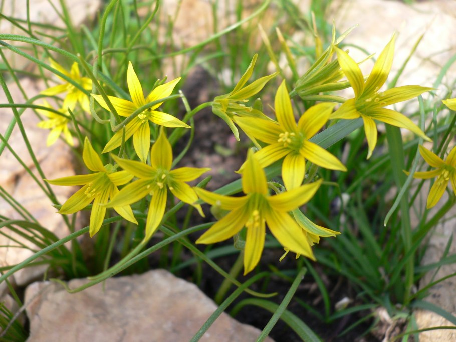 Гусиный лук жёлтый (Gagea lutea)