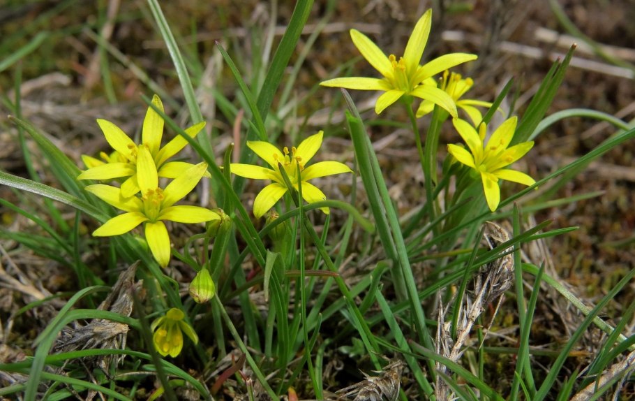 Гусиный лук (Gagea lutea)